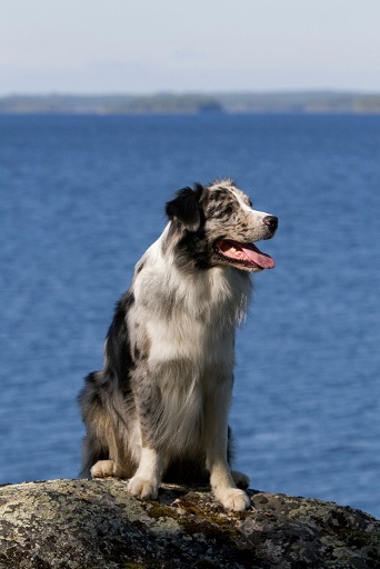 Halli 2011, Kuva: Sami Keränen