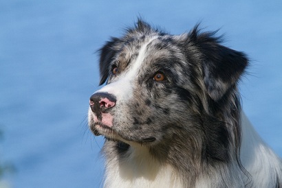 Halli 2011, Kuva: Sami Keränen